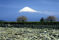 ４月富士川梨