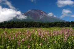 ７月柳欄