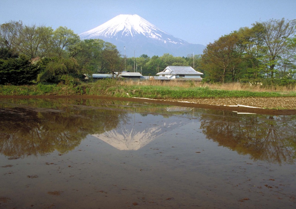 ５月定点逆さ春