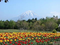 ５月野鳥の森