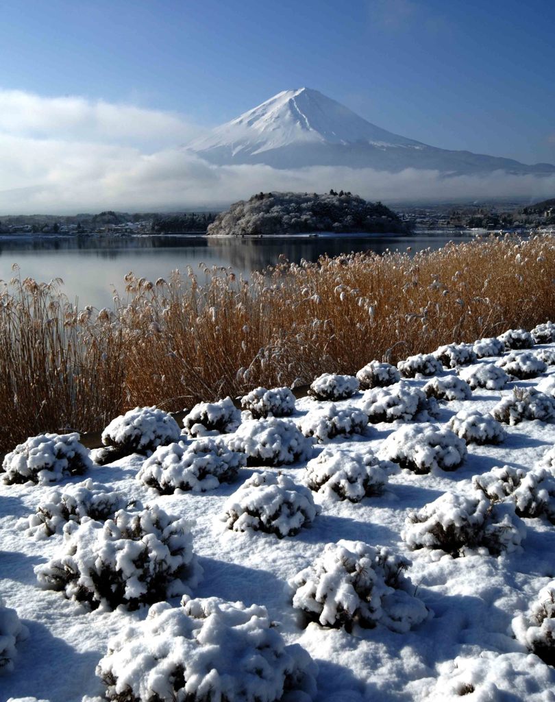 ３月雪ラベンダー