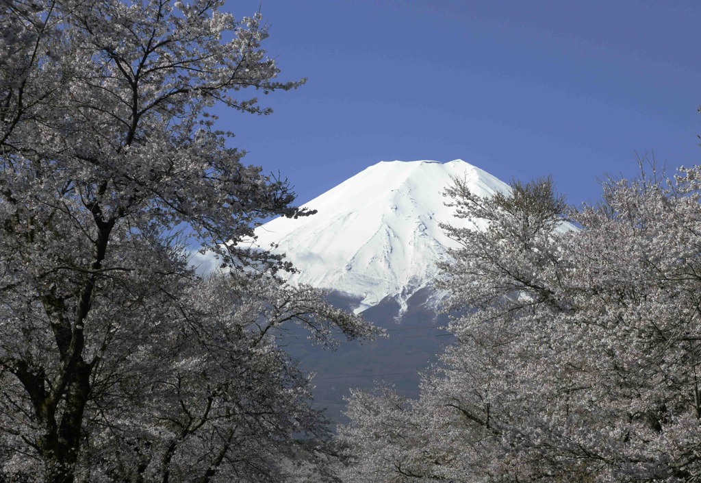 桜と富士　忍野 