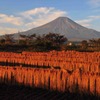 10月忍野はさ