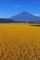 10月忍野黄金の絨毯