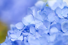 紫陽花