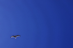 swim in the blue sky