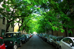 路駐と緑