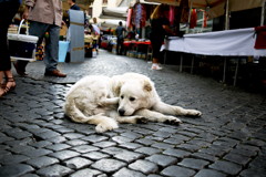 市場の犬