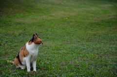浜離宮猫.1