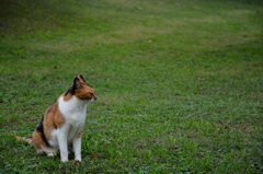 浜離宮猫.1