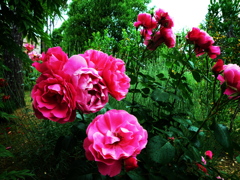 rose