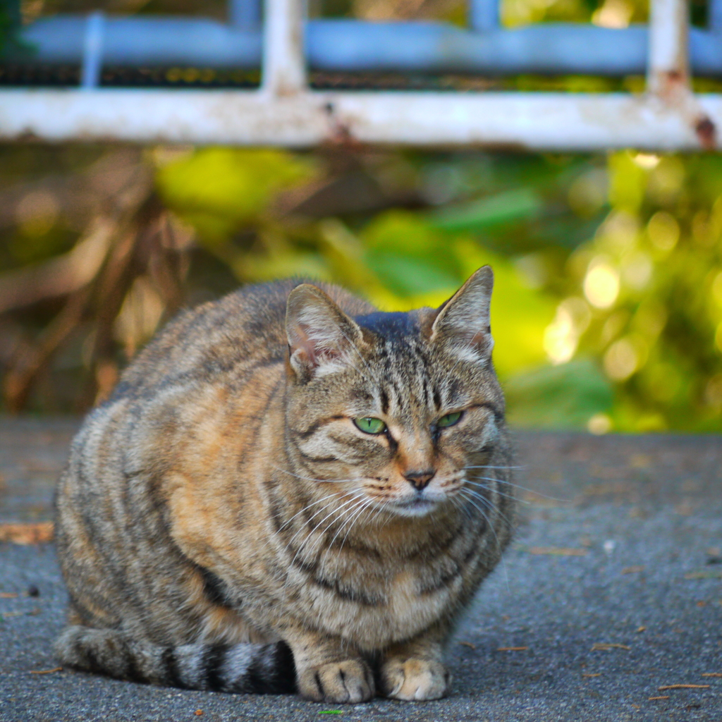 万博公園の猫