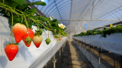 strawberry picking