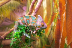 chameleon