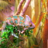 chameleon