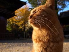 根津神社のねこ
