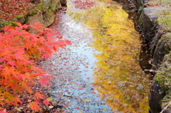 水に映る紅葉と落ち葉