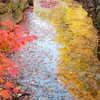 水に映る紅葉と落ち葉