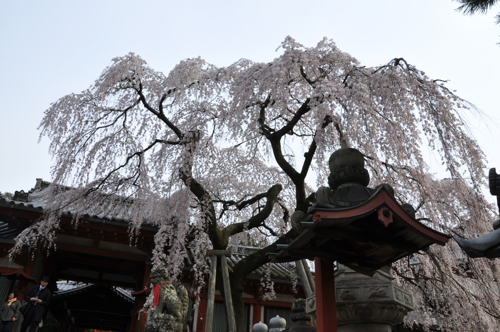 枝垂桜