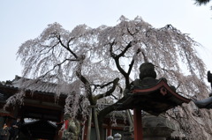 枝垂桜