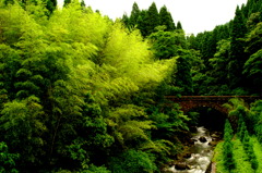 Bamboo and an old bridge