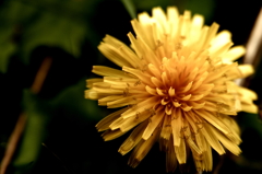 The dandelion