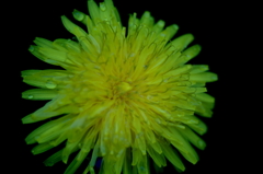 タンポポの花