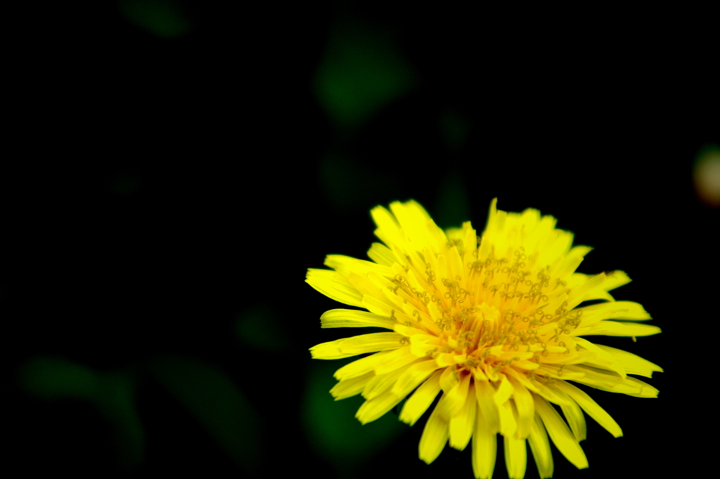 Tanpopo