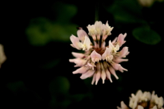 Pinky　Trifolium repens