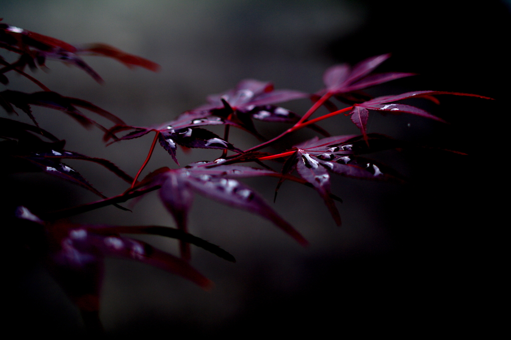 春の紅葉