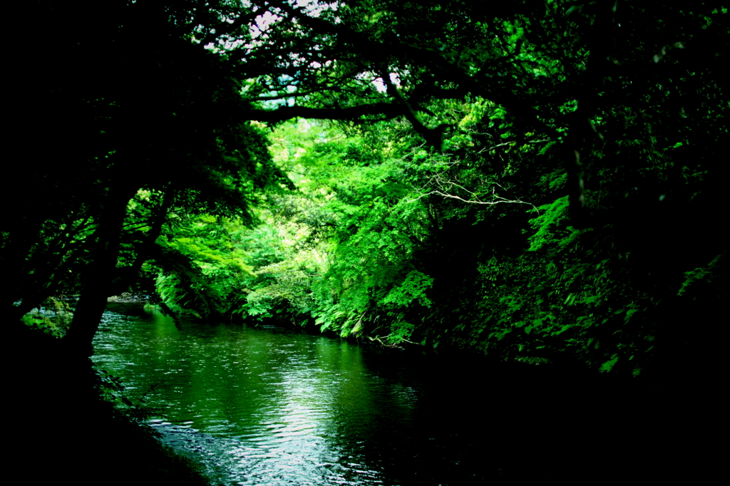 Forest bath