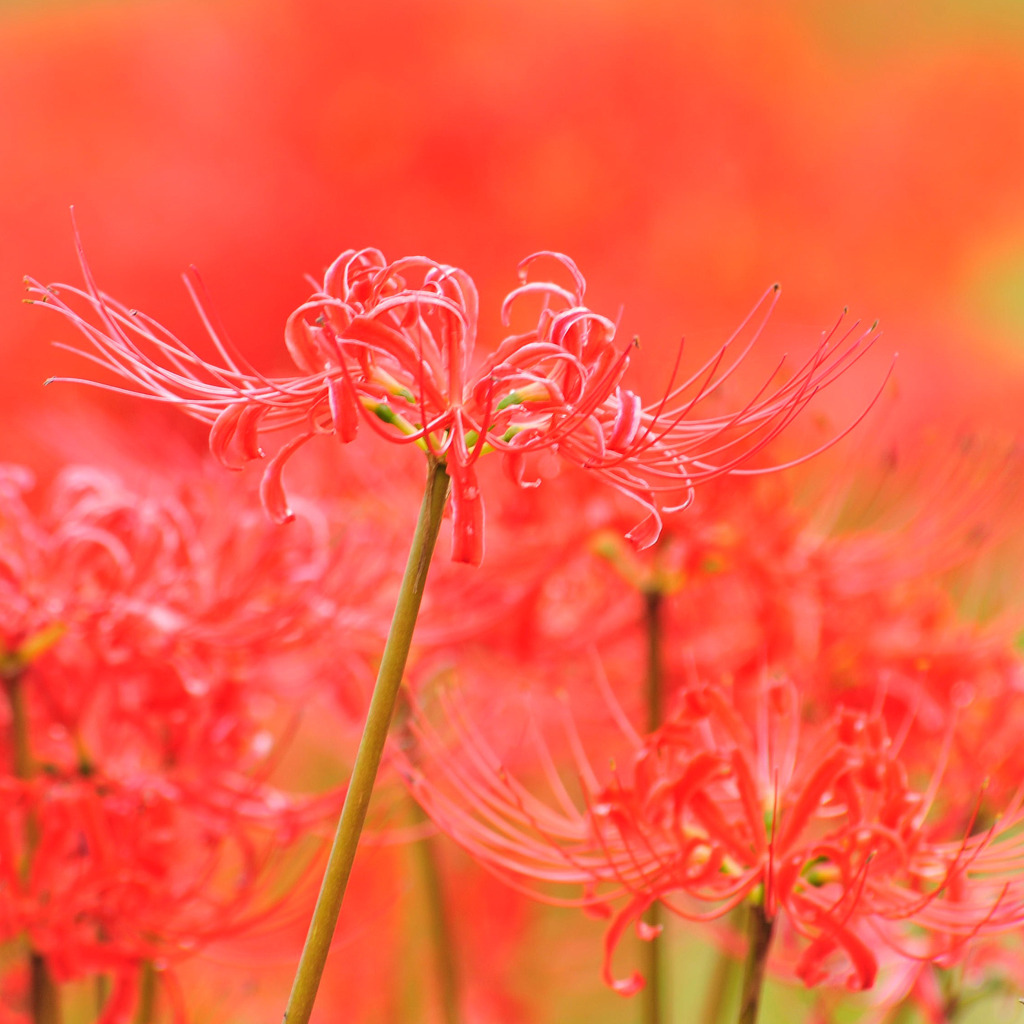 曼珠沙華
