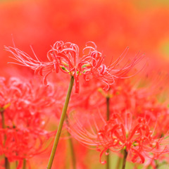 曼珠沙華
