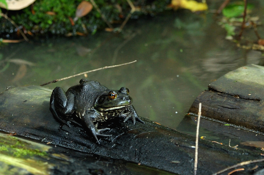 ポートレート？？