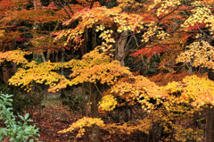 紅葉の散歩道
