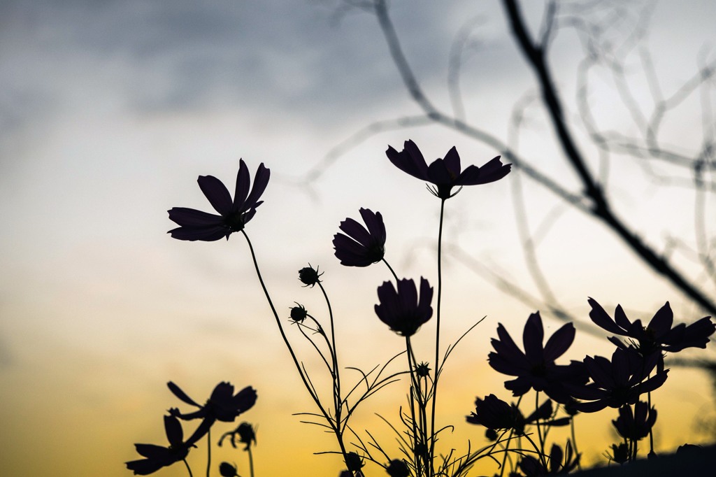 黄昏の秋桜