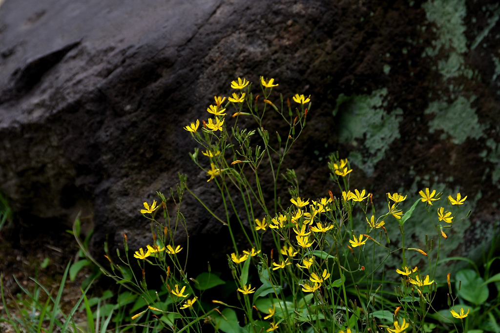 岩陰の野草