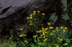 岩陰の野草
