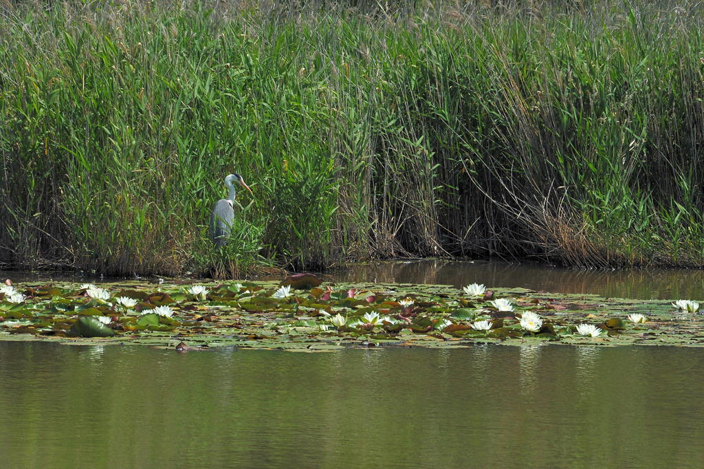 睡蓮池の鷺