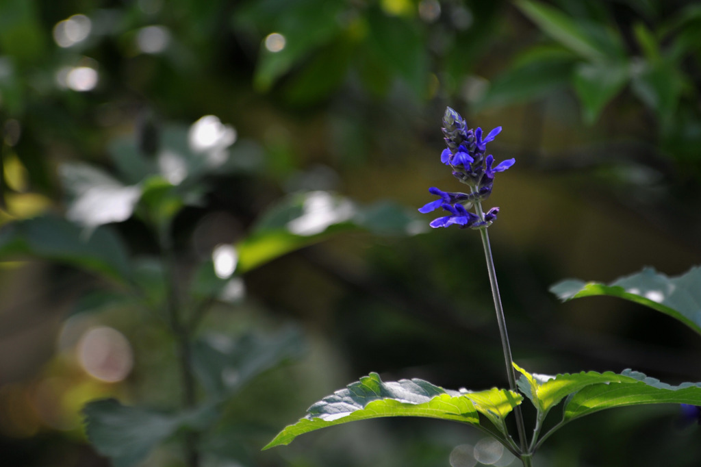 ラベンダーセージ