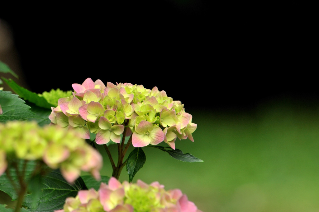 アジサイ(ﾋﾟﾝｸ）