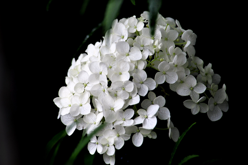 カシワバアジサイ