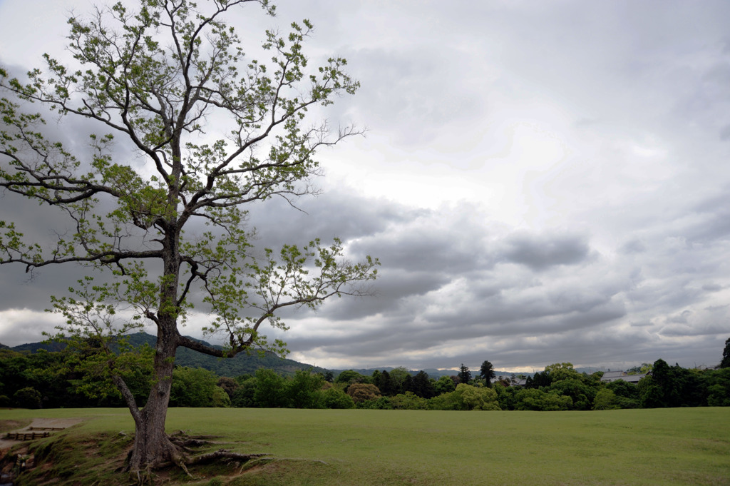 梅雨空の飛火野Ⅱ