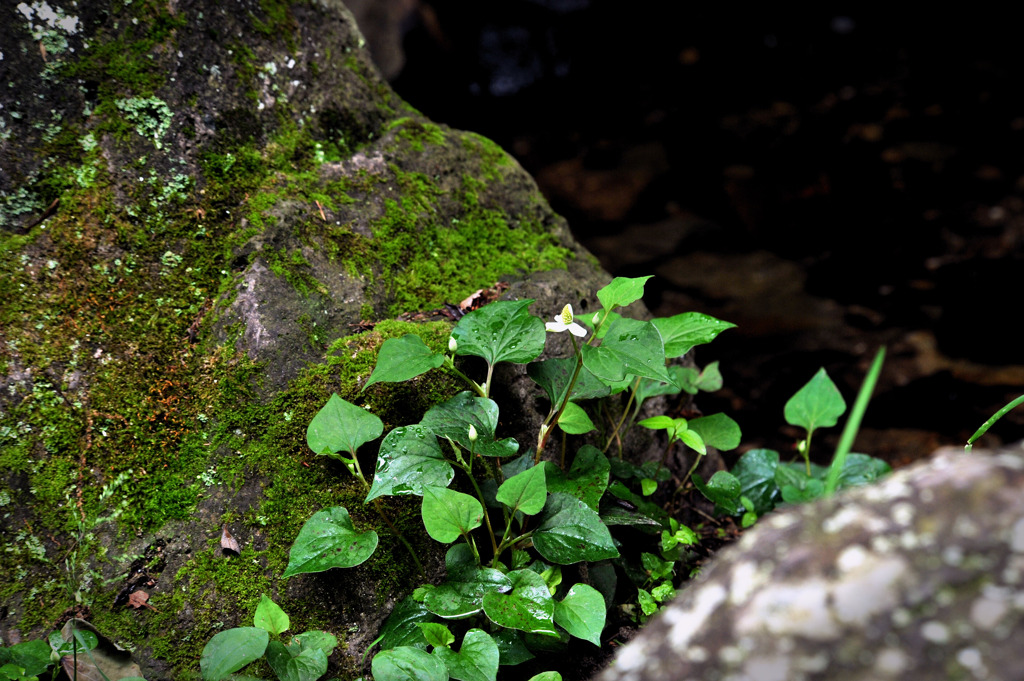 野生のドクダミ