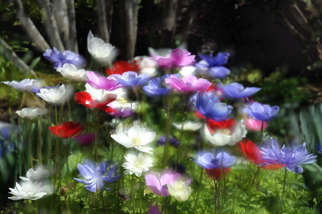 アネモネ花壇