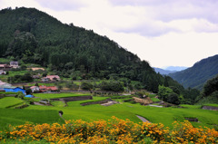井仁棚田全景