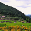 井仁棚田全景