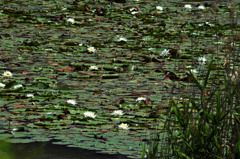 睡蓮池