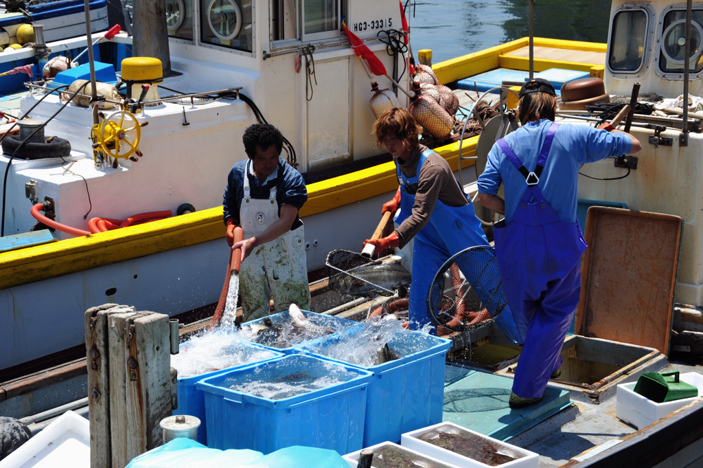 水揚げ
