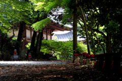 古刹の木下闇